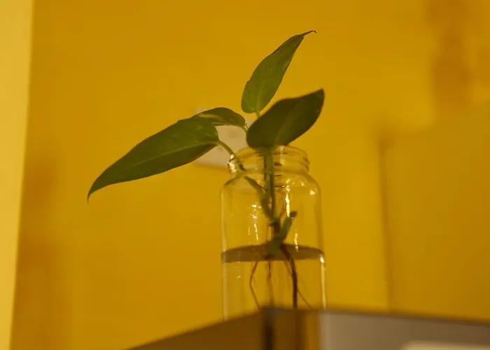 Adinkra Suits Appartement Balzan